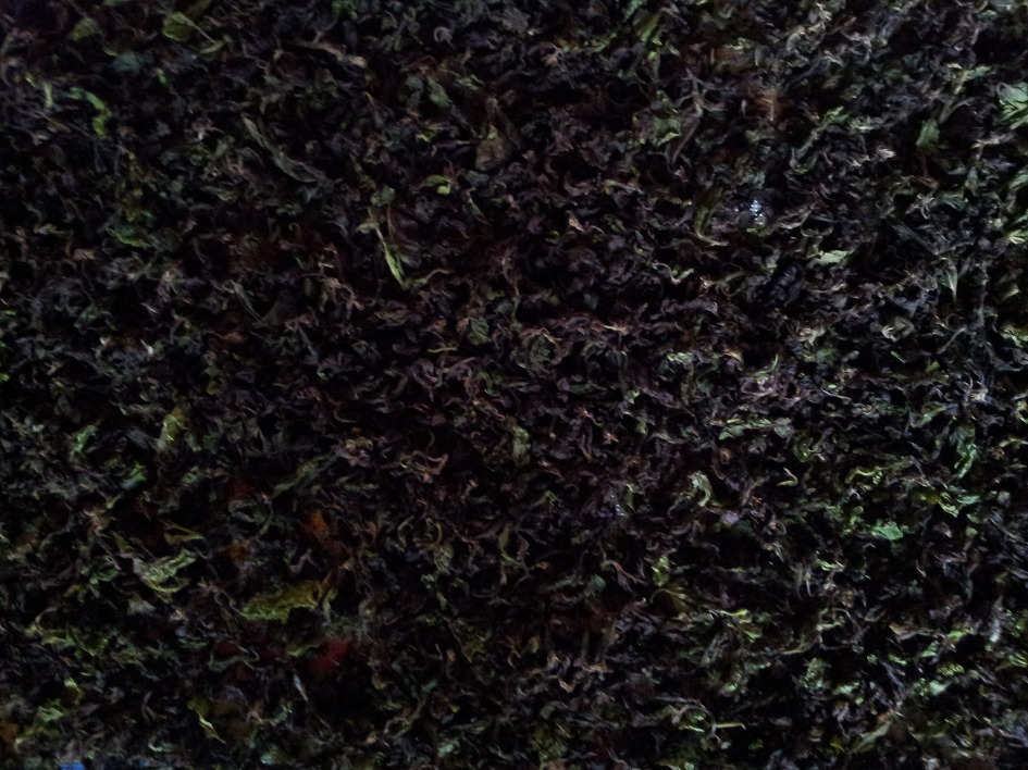 뽕잎차 만들기 2일차