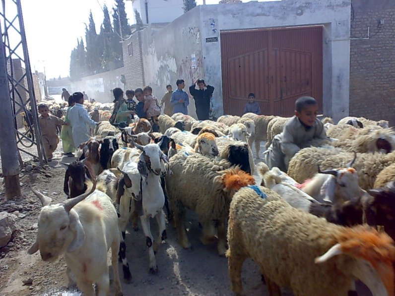 아프카니스탄 - 5