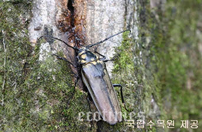 하늘소 이미지