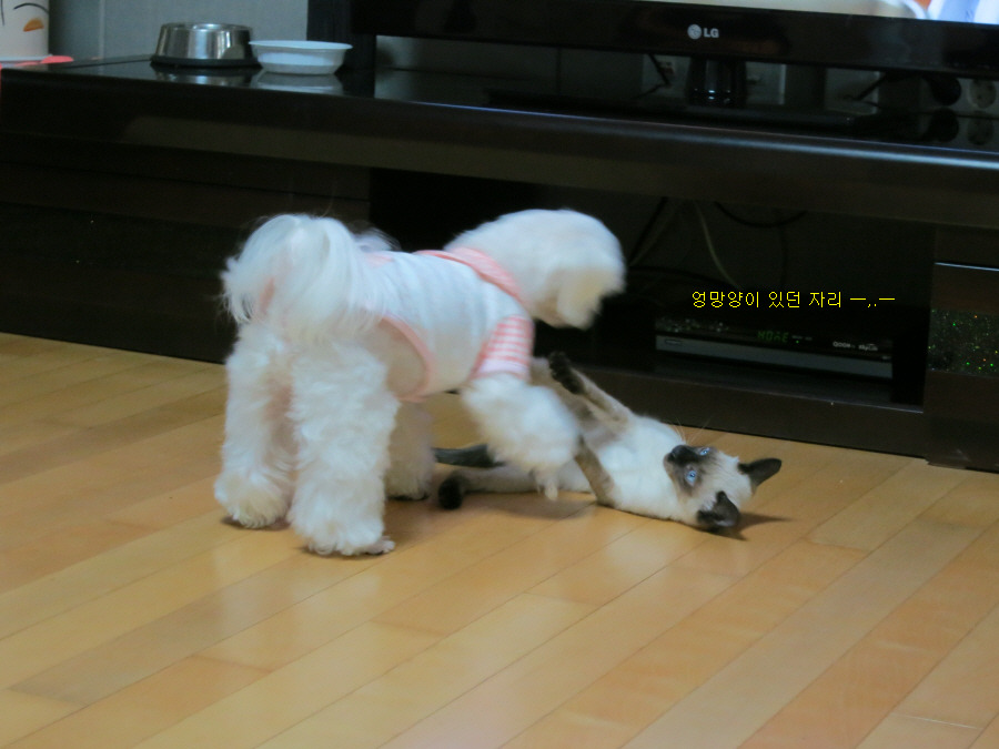 아나싸장은 대걸래가 아니므니다! ㅡ.ㅡ"