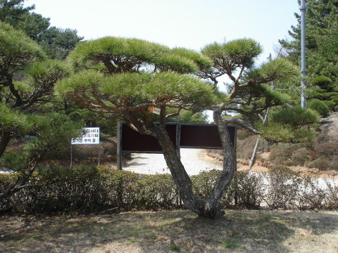  명품 소나무