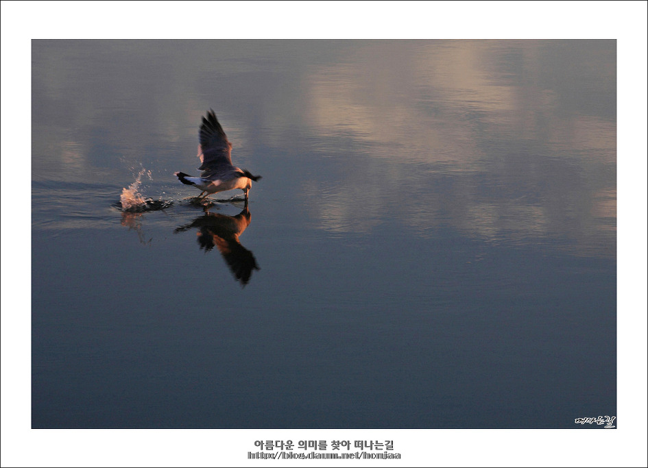 갈매기의 꿈