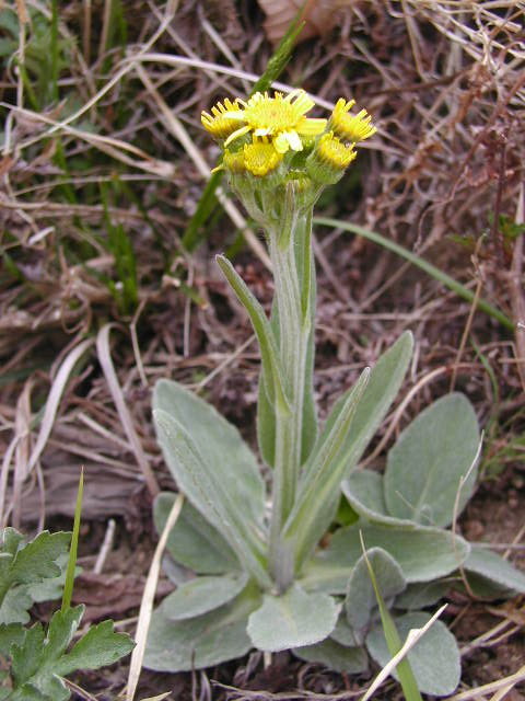 착한자여 암을 조심하라!(인용)
