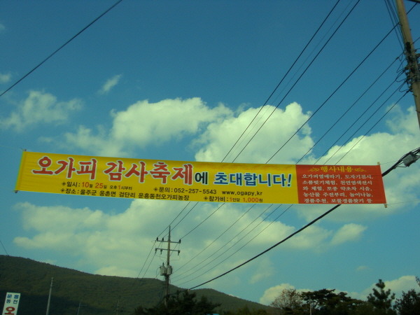  오가피열매따기축제하는날 