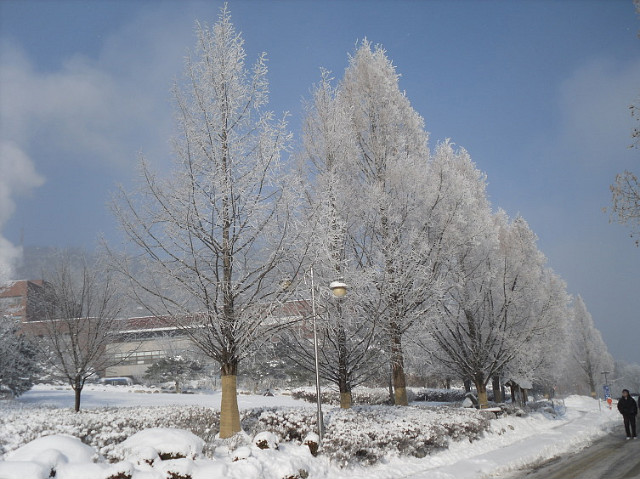 2010년 1월 6일 상고대가 활짝 핀 한림대학교