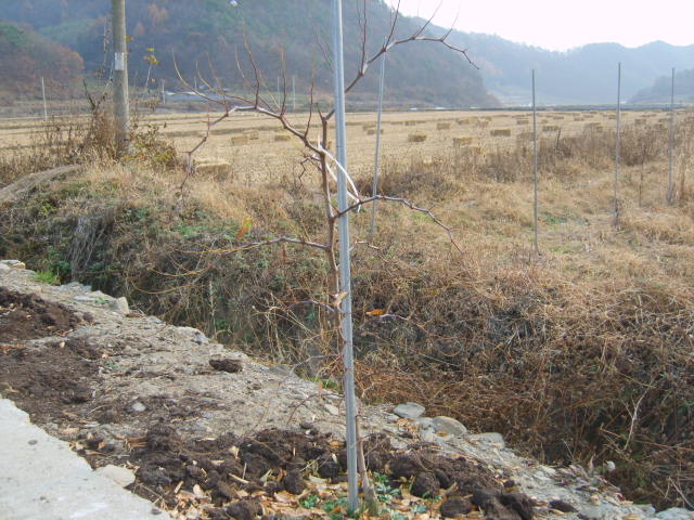 조은농원 이미지