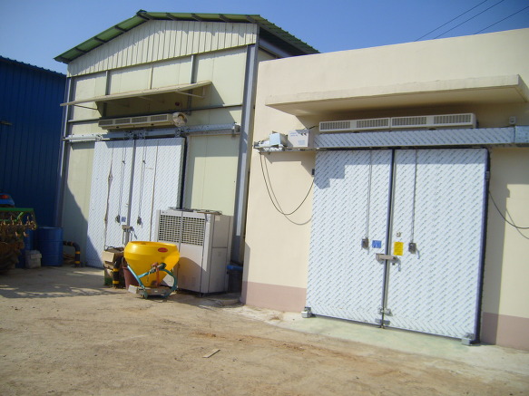 감(대봉,아이스홍시)