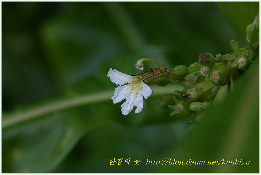 Scaevola-한강의 꽃