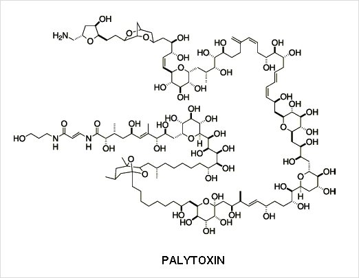 세상에서 가장 강한 독은 무엇일까? 그외 맹독의 종류..