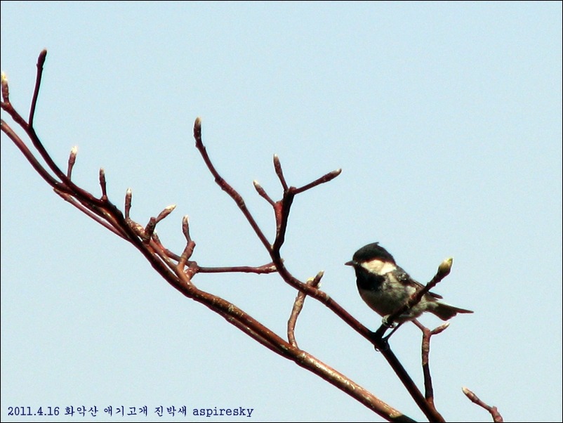 2011.4.16 화악산에서 만난 조류들..(호랑지빠귀,진박새)