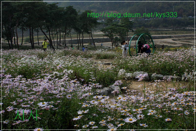 구절초 향기따라 정읍 구절초축제 2탄...2012. 10월14일...