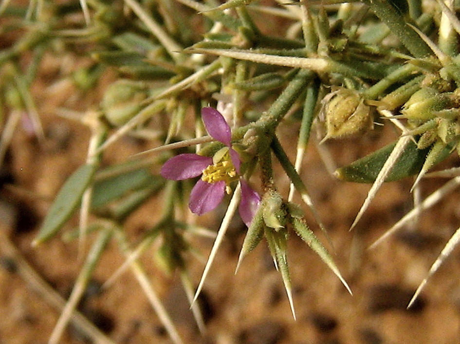 가시파고니아 Fagonia bruguieri DC.