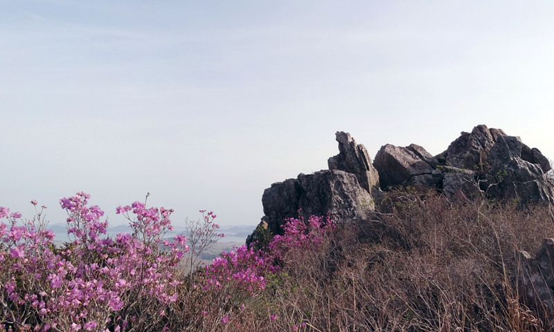 진달래의 최고봉 주작산