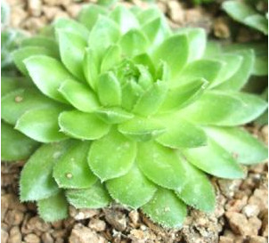 와송 바위솔릐 종류