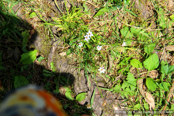 [유후인] 꽃이 피다