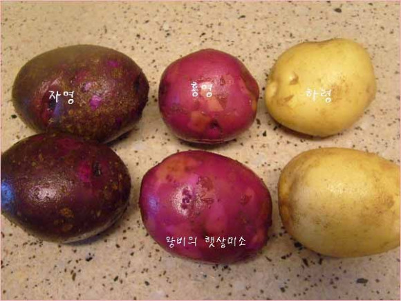 달빛감자 이미지