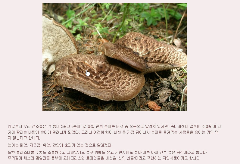 '능이버섯에 이런 효능이?