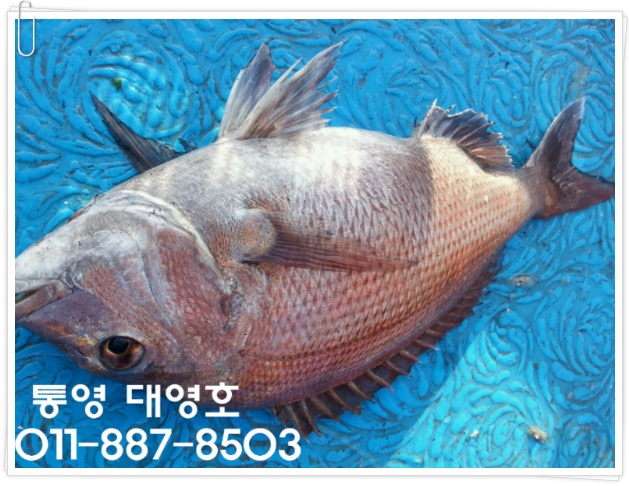 대영호]생활낚시 참돔 많이 됩니다!!
