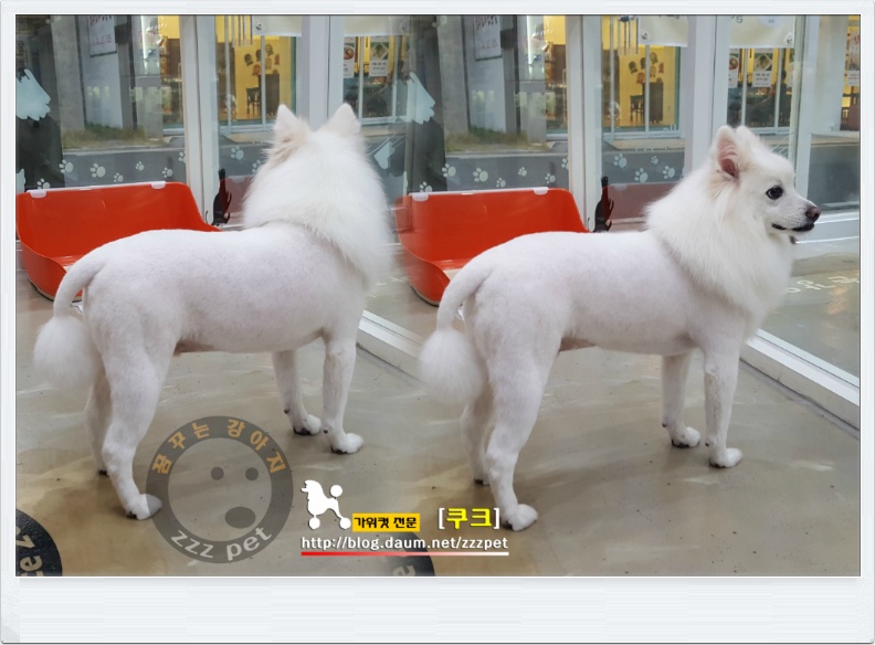  서울에서 대전까지 스피츠 라이언컷 애견미용하러 꿈꾸는강아지로~~
