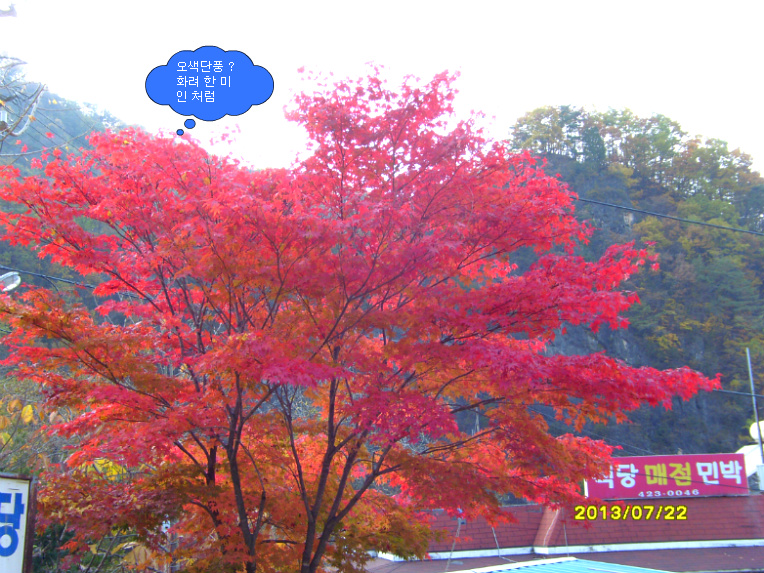     단 양  천 동 리 