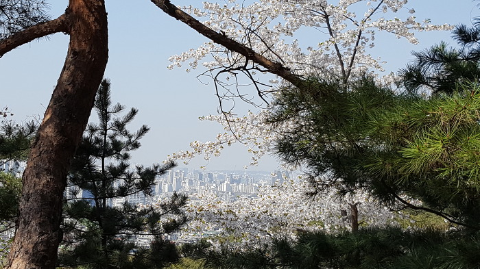 중구회현센타 스트레칭회원과함께 남산 꽃길을 걷다.
