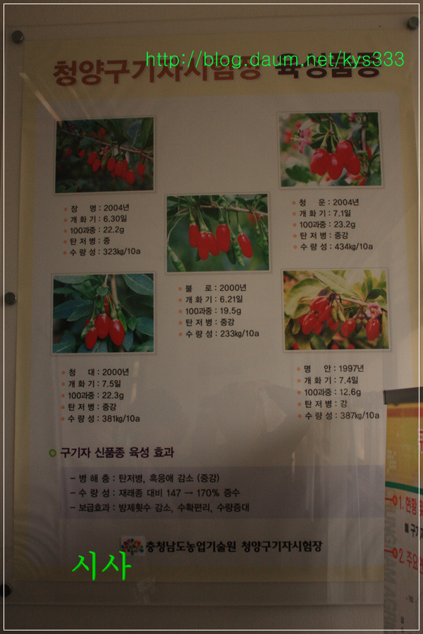 청양 구기자 시험장