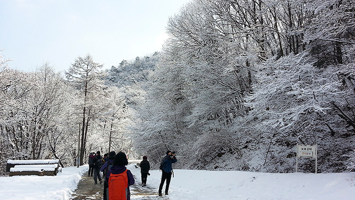 설중 변산바람꽃