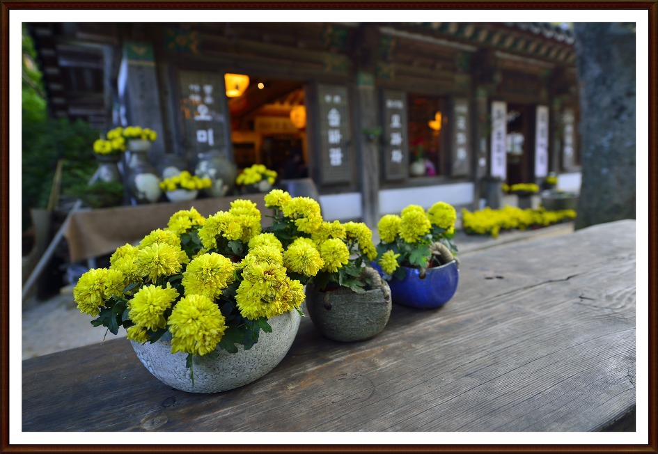 전등사 야간개장과 국화전시.....