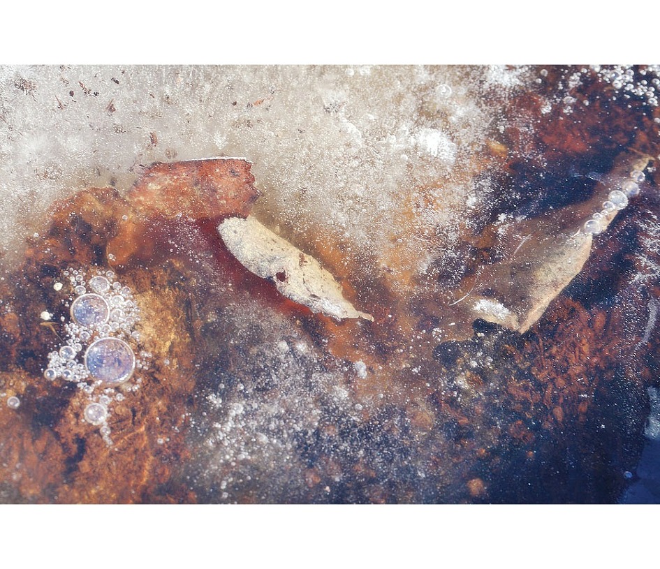동련(冬蓮) 44