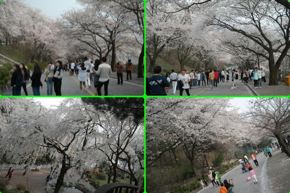 아름다운꽃나라 이미지