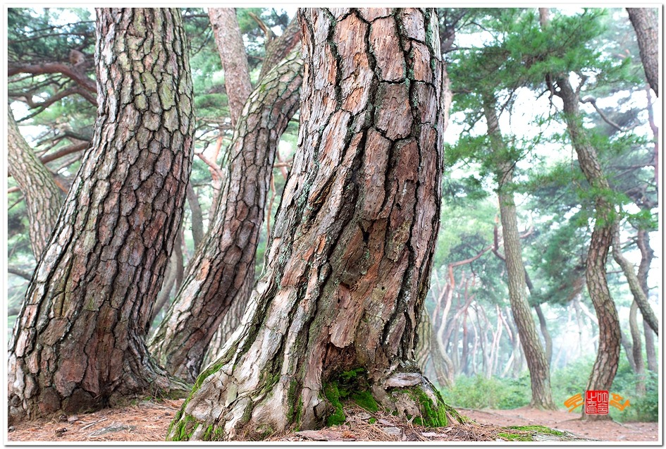 [삼릉소나무] 철갑옷을 입은 소나무를 담아보다 / 토함