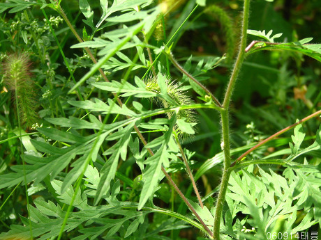 토종식물의 생존을 위협하고 알레르기를 유발하는 돼지풀