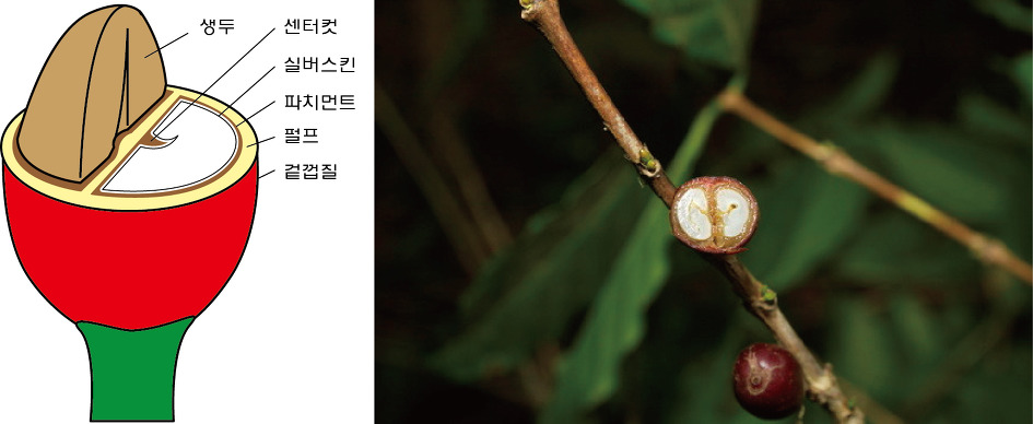 커피나무와 품종
