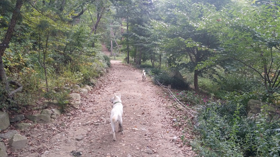대를 이어 수목원 길안내를 하는 대견한 백구들