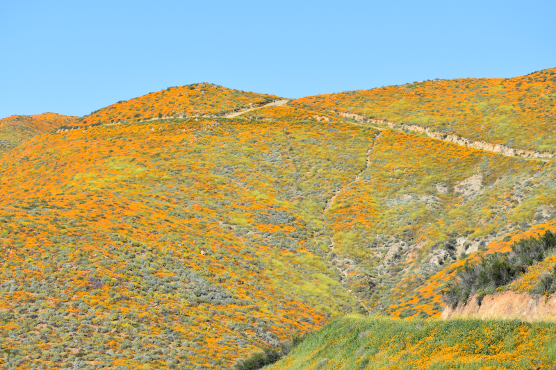 Elsinore-Walker Canyon / Poppy Fields