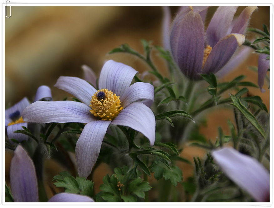 동강 할미꽃 ....  2019 . 3.23