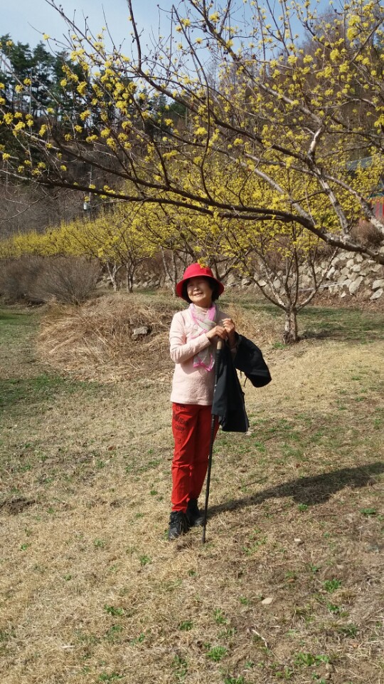 노루귀와 복수초,산수화  (3월 26일,28일 )