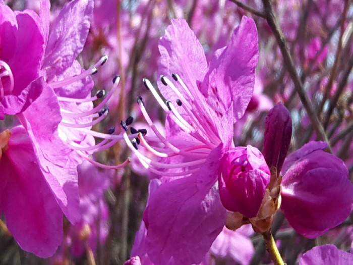 부천 원미산 진달래꽃 축제
