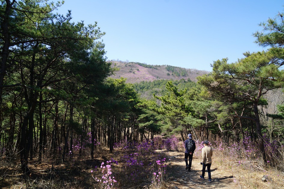 제철 맞은 대구 와룡산~