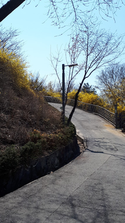 응봉산 개나리축제 한마당