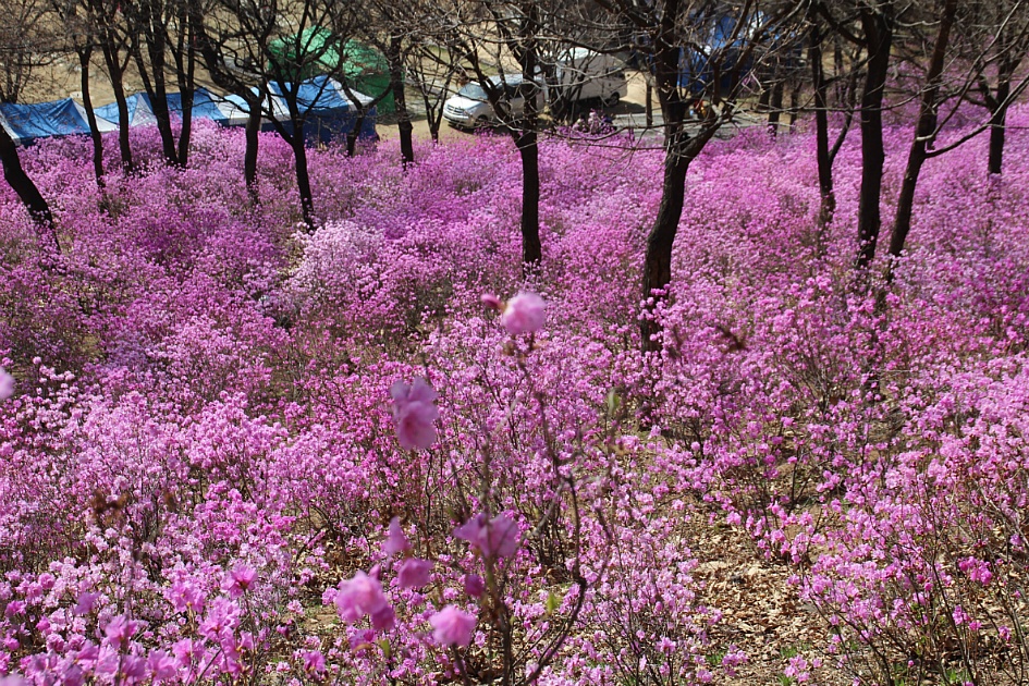 진분홍 꽃바다 원미산 진달래향에 젖어들다.