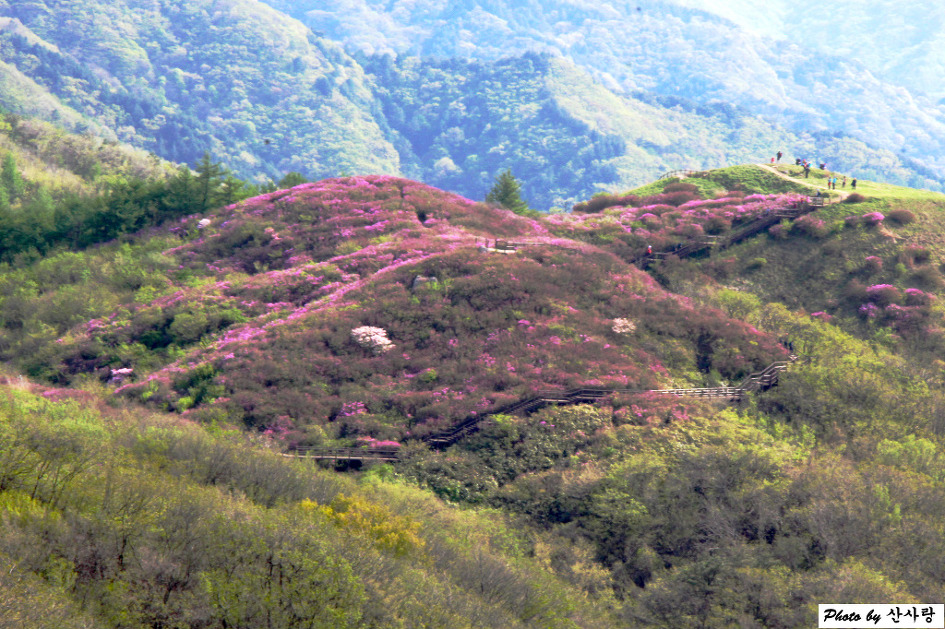 지리산 바래봉 철쭉(18.5.5)