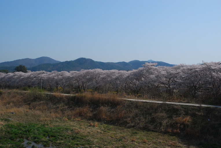 벚꽃 (모악산)