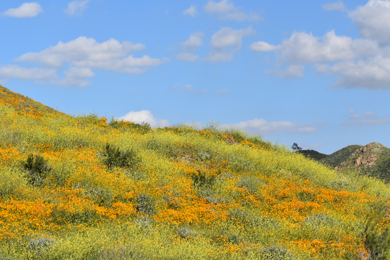 Elsinore-Walker Canyon / Poppy Fields