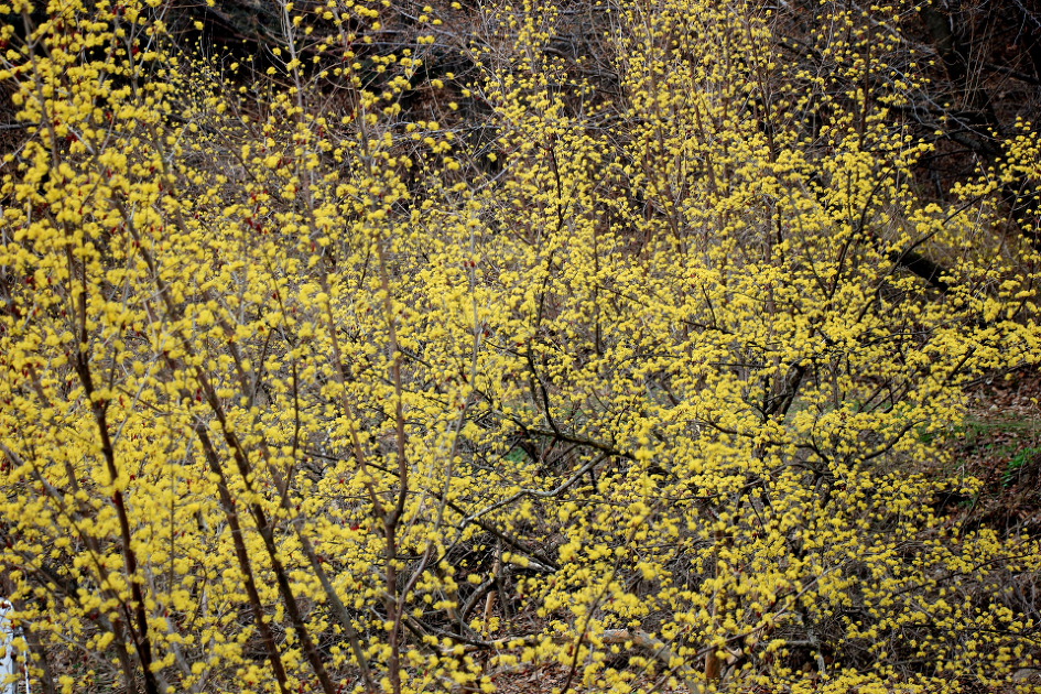 이천 원적산 산수유 산행 (2019.3.31)