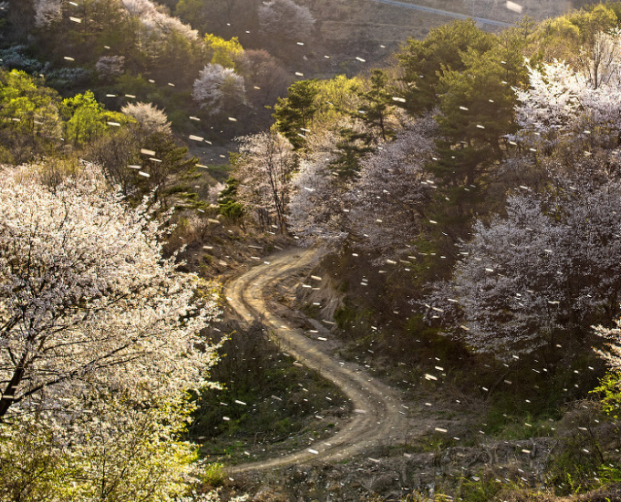 봄은 꽃이다