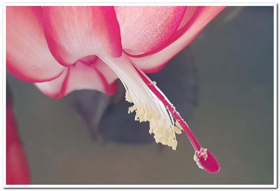 게발선인장