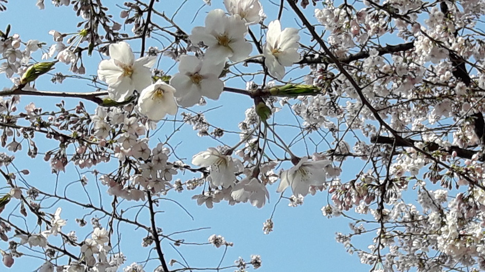 벗꽃이 활짝핀 남산