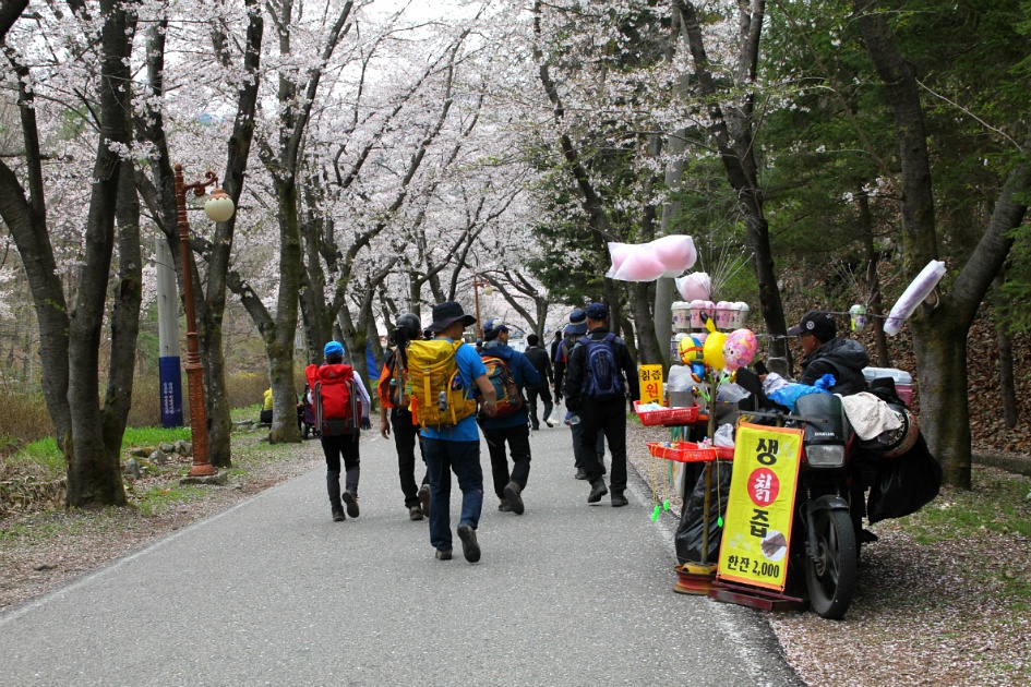 진안 마이산(암마이봉) 벚꽃산행 / 20180413(금)