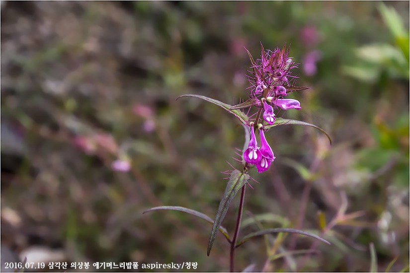 현삼과 며느리밥풀(Melampyrum : 메람피룸)속 알아보기